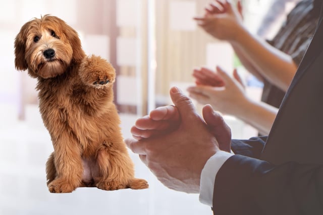 If someone says "you can gie the dug a clap" in Scotland it just means you can give their dog an affectionate pat. This is not to be mistaken for giving their dog a round of applause, although they would surely appreciate you thinking so highly of them.