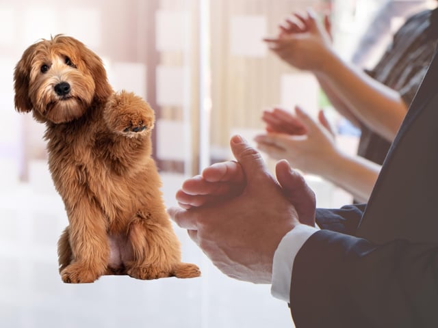 If someone says "you can gie the dug a clap" in Scotland it just means you can give their dog an affectionate pat. This is not to be mistaken for giving their dog a round of applause, although they would surely appreciate you thinking so highly of them.