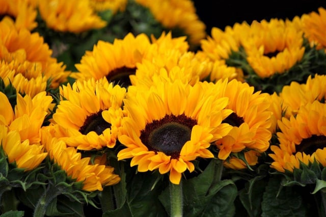 Whether in your garden or in a vase, colourful sunflowers provide no threat to dogs.