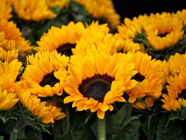 Whether in your garden or in a vase, colourful sunflowers provide no threat to dogs.