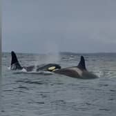Norman Watson, 48, spotted the pod of Orca while on a mackerel fishing trip with his son.