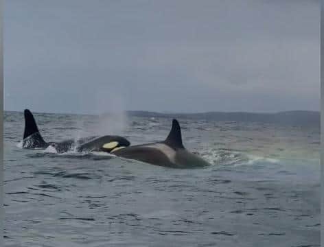 Norman Watson, 48, spotted the pod of Orca while on a mackerel fishing trip with his son.