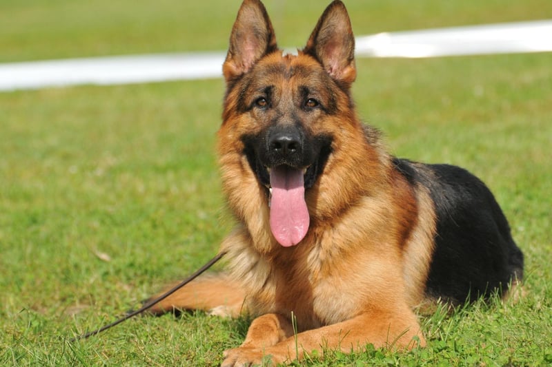 With 562 film and television credits, the German Shepherd has twice as many appearances as any other breed. Big starring roles include in the K-9 series and I Am Legend.
