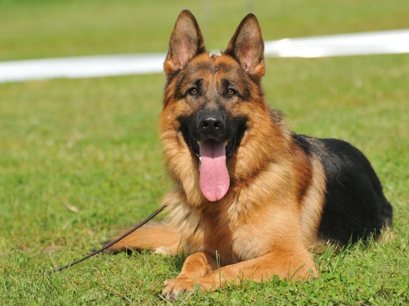 With 562 film and television credits, the German Shepherd has twice as many appearances as any other breed. Big starring roles include in the K-9 series and I Am Legend.