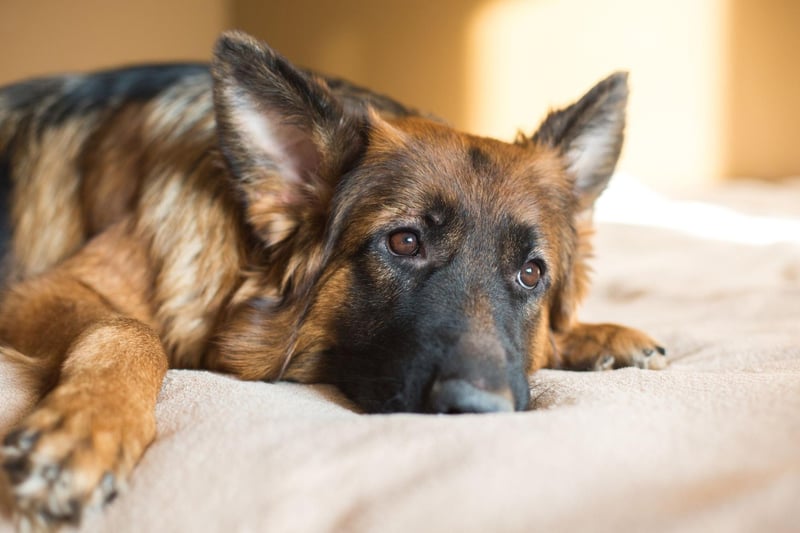Originally used for herding, nowadays the army, police and search and rescue services all make good use of the German Shepherd's 225 million scent receptors. Unlike some of the other dogs on this list, they mainly use scent held in the air, rather than the ground, to track.