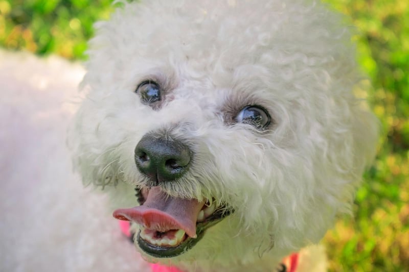 Historically the Bichon Frise was accustomed to being pampered by French royalty, so it perhaps makes sense that they are well-known for their cheery disposition. With a broad smile and adorable fluffy coat, they tend to make their human families happy too.