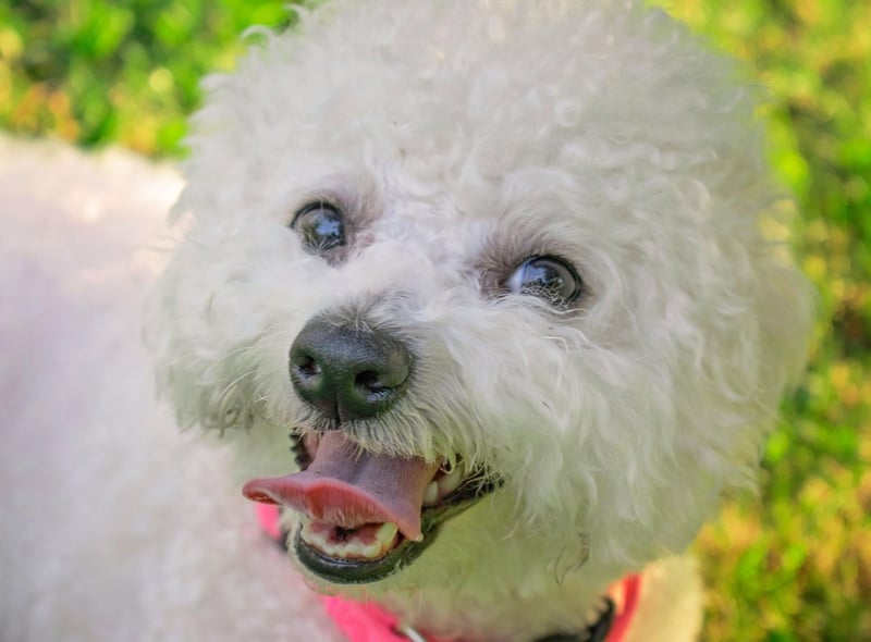 Happy Dogs: Here are the 10 happiest breeds of adorable dog sure to bring  joy to your home - including the loving Labrador Retriever 🐕 | The Scotsman