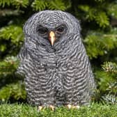Eleven-week-old Rio the Black-banded Owl at The Scottish Owl Centre, West Lothian.