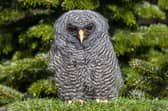 Eleven-week-old Rio the Black-banded Owl at The Scottish Owl Centre, West Lothian.