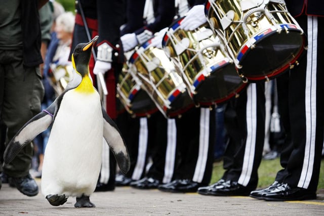 'Nils Olav' the penguin receives his knighthood from the Nowegian King's Guard at the Edinburgh zoo, on August 15, 2008. A penguin called Nils waddled into the history books Friday when he was knighted by a visiting royal Norwegian regiment in Scotland. The king penguin -- full name Nils Olav -- became the first black-and-white pint-sized Norwegian Sir with wings after inspecting the Norwegian King's Guard, over for Edinburgh's annual Military Tattoo.