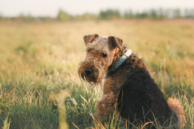 Airedales are dogs that enjoy taking orders and acting accordingly, while their natural suspicion of strangers can prove invaluable when on patrol. They also have an excellent sense of smell, meaning they are frequently used in search and rescue missions.
