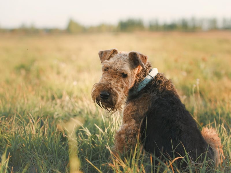 Airedales are dogs that enjoy taking orders and acting accordingly, while their natural suspicion of strangers can prove invaluable when on patrol. They also have an excellent sense of smell, meaning they are frequently used in search and rescue missions.