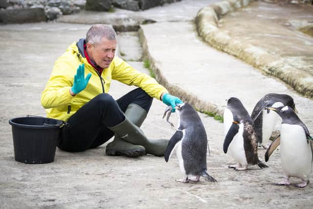 Willie Rennie feeds the Gentoo penguins during a visit to Edinburgh Zoo.  Pic: Jane Barlow