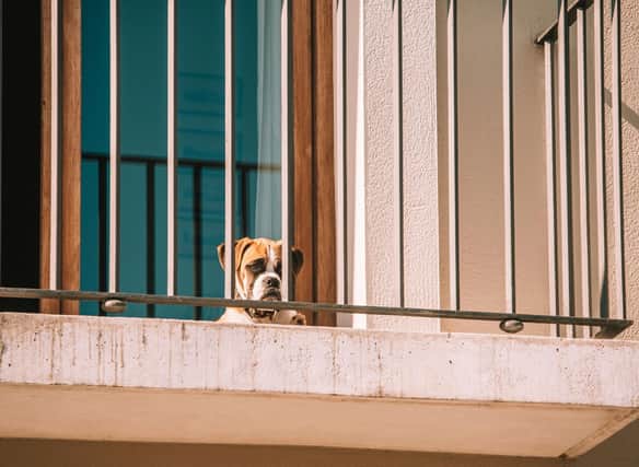 Some breeds of dog can thrive in the environment of a flat or apartment - while others need more space.