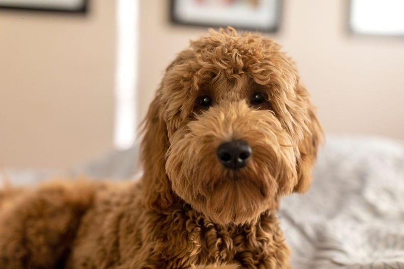 Goldendoodle owners get the best of both worlds, with the lovable and playful nature of a Golden Retriever and the intelligence and hypoallergenic coat of a Poodle.