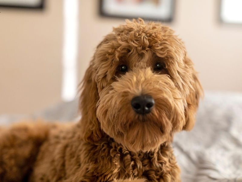Goldendoodle owners get the best of both worlds, with the lovable and playful nature of a Golden Retriever and the intelligence and hypoallergenic coat of a Poodle.
