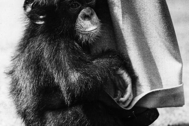 A close-up of a baby chimpanzee at Edinburgh Zoo July 1936.