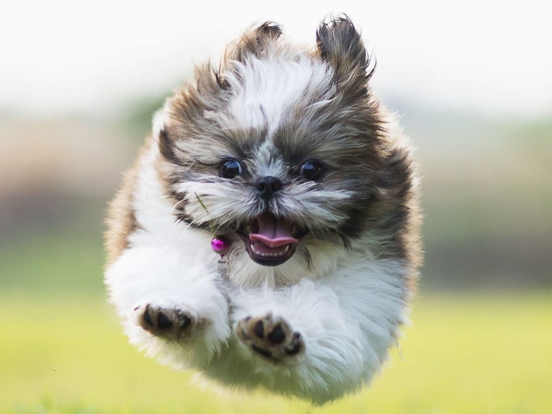 Mia is the eighth most popular female dog name around the globe. It comes from the Egyptian word 'mr' and means 'beloved'.