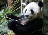 Male panda Yang Guang at Edinburgh Zoo.