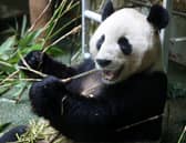 Male panda Yang Guang at Edinburgh Zoo.