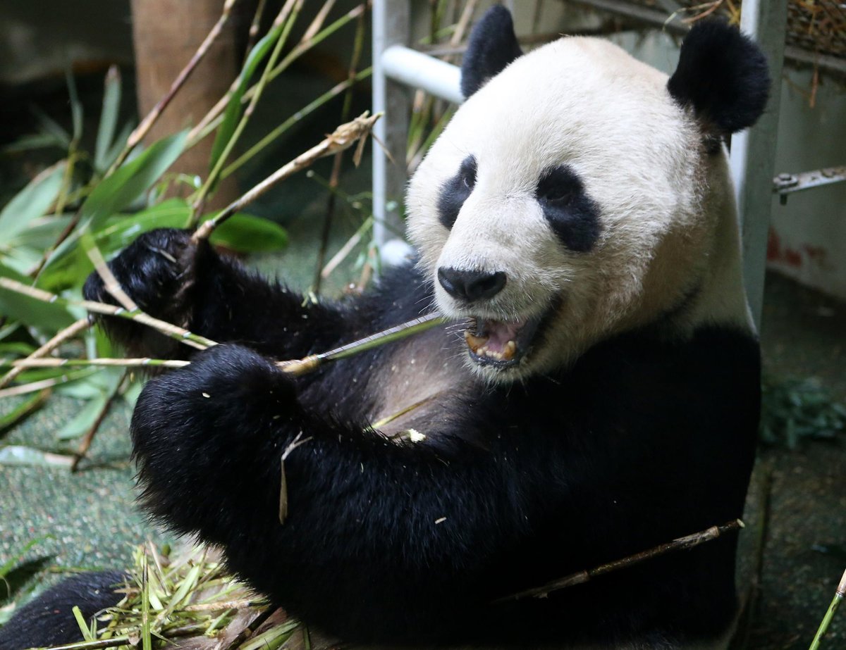 Is there a chance of a rethink on departure of Edinburgh’s pandas? - Christine Jardine