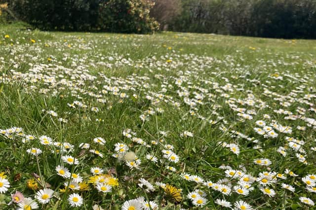 Plantlife's 'No Mow May' campaign may bring sweet relief from the tyranny of mowing (Picture: Archie Thomas/Plantlife/PA Wire)