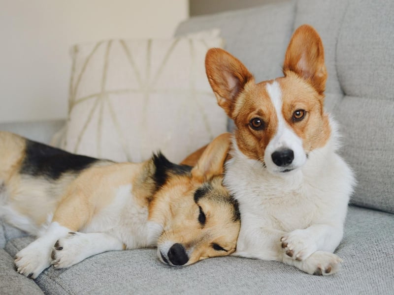 There are two distinct breeds of Welsh Corgi recognised by the Kennel Club - the Pembroke Welsh Corgi and the Cardigan Welsh Corgi. They look very similar but the  are Cardigan is larger, both in weight and in height, and the dogs have different shapes of tail.