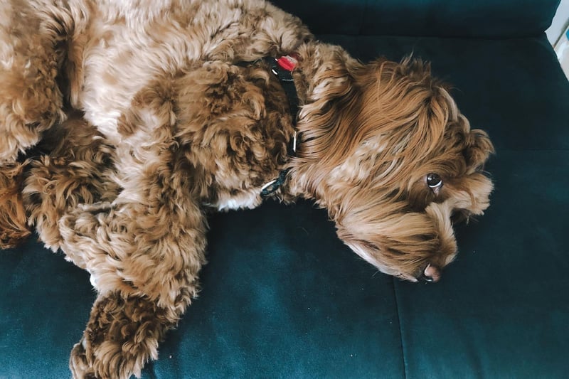 The Australian Labradoodle differs from the Labradoodle bred in Europe and America as they include other breeds in their ancestry. An Australian Labradoodle may be part Cocker Spaniel, Water Spaniels or Wheaten Terrier.