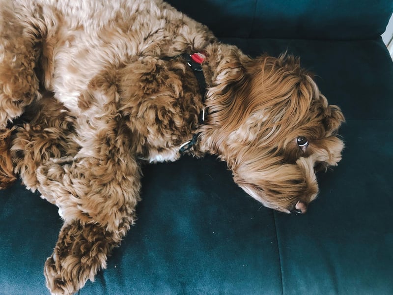 The Australian Labradoodle differs from the Labradoodle bred in Europe and America as they include other breeds in their ancestry. An Australian Labradoodle may be part Cocker Spaniel, Water Spaniels or Wheaten Terrier.