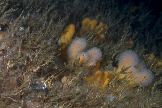 Starfish hanging on to a mat of colonial baked-bean sea squirts, commonly found on the upper cave walls. Diamond cave, Fair Isle. ©Graham Saunders.