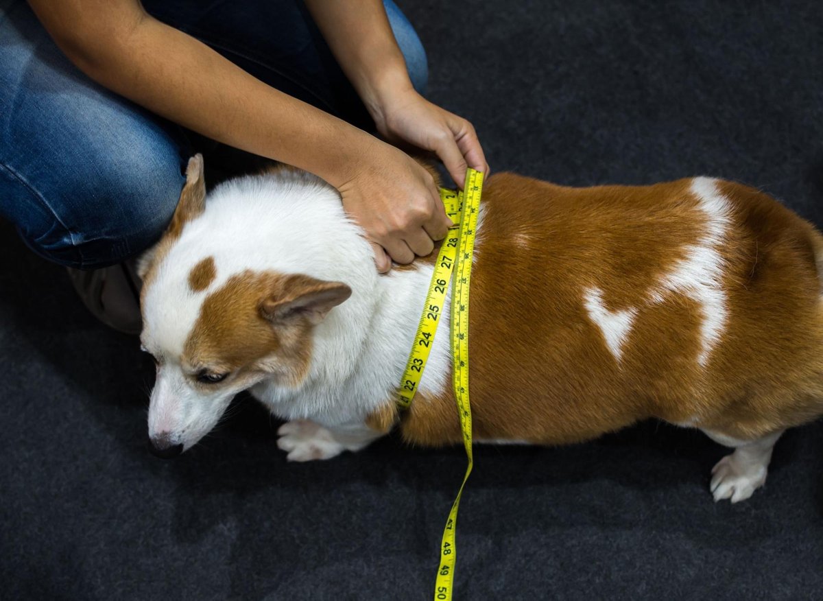 Fat Dogs 2022: These are the 10 loving dog breeds that can easily get chubby — including the adorable Labrador 🐕