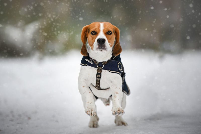 Another hugely popular dog breed in the UK is the Beagle. These dogs love to get out-and-about in all weather but they have a tendency to feel the cold due to their thin coat. A decent jacket should mean that they can cope with most conditions though.