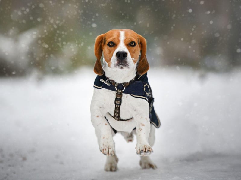 Another hugely popular dog breed in the UK is the Beagle. These dogs love to get out-and-about in all weather but they have a tendency to feel the cold due to their thin coat. A decent jacket should mean that they can cope with most conditions though.