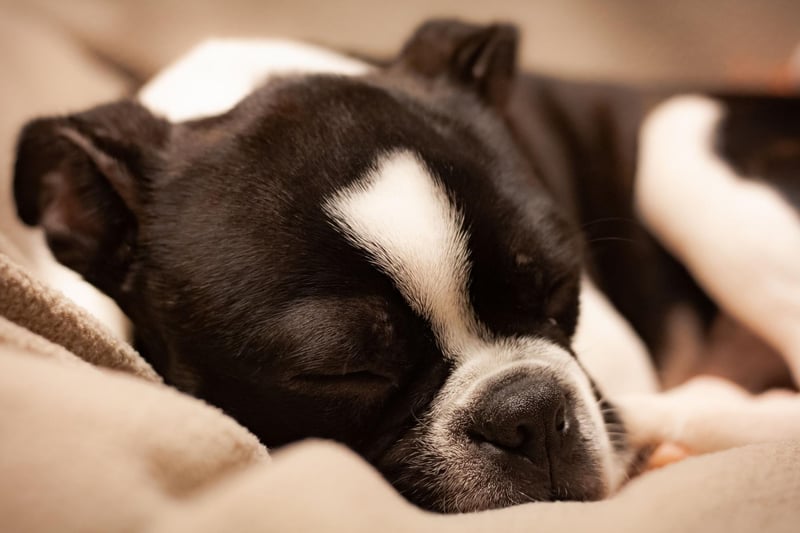 Boston Terriers tend to be completely devoted to their owners, who they enjoy sitting quietly beside for long periods. Their short coat means they need little in the way of grooming and are easy to care for generally.