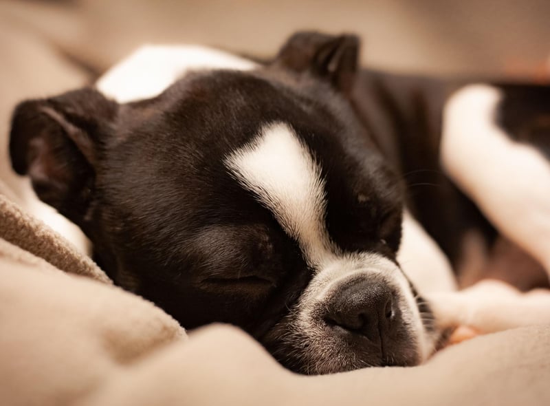 Boston Terriers tend to be completely devoted to their owners, who they enjoy sitting quietly beside for long periods. Their short coat means they need little in the way of grooming and are easy to care for generally.
