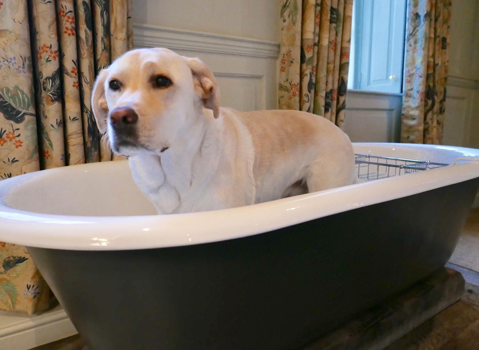 How Often Should You Bathe A Labrador