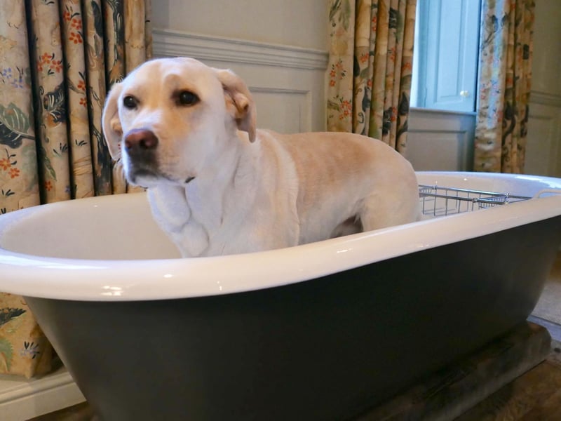 Labrador Retriever owners quickly get used to their pet's doggy pong, in fact many even like it, but to an outsider visiting your home the odour will be immediate and obvious. Particularly strong when they are damp, the Labrador also adores rolling in smelly stuff and proudly bringing the stench home for you.