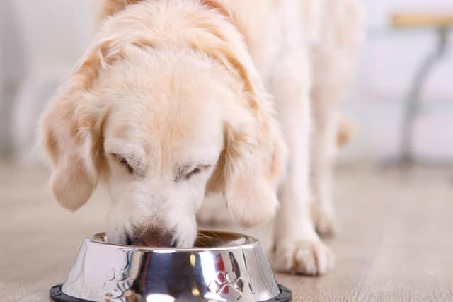It's important to make sure your dog's food is giving your four-legged friend all the nutrician it needs.