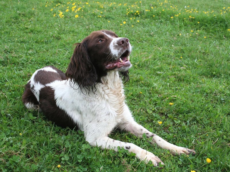 Another floral name comes in at ninth for Springer owners. Poppy simply means 'red'.