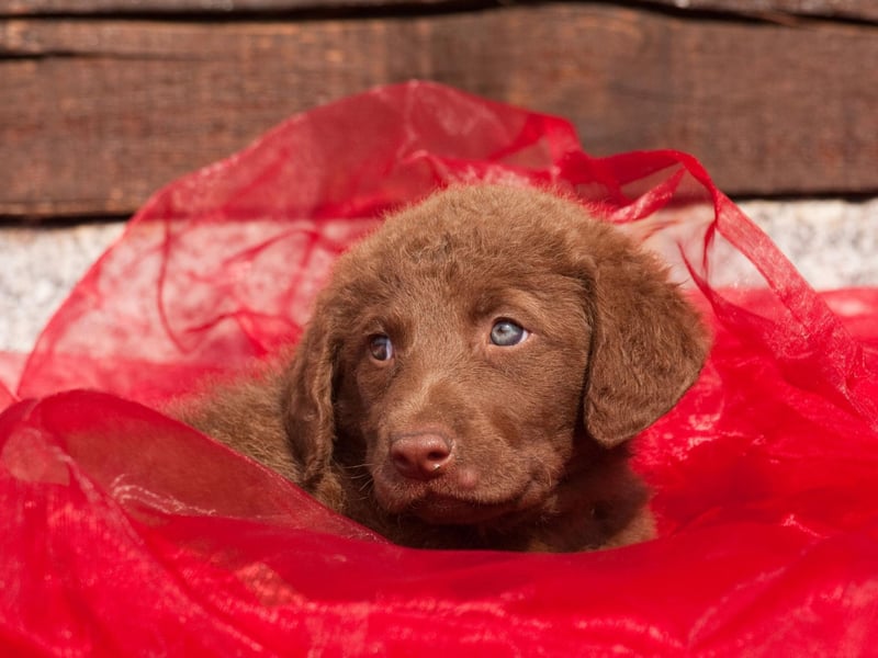They may not be as popular as their Golden and Labarador cousins, but the Intelligent and sociable Chesapeake Bay Retriever can make for an equally fine guide dog.