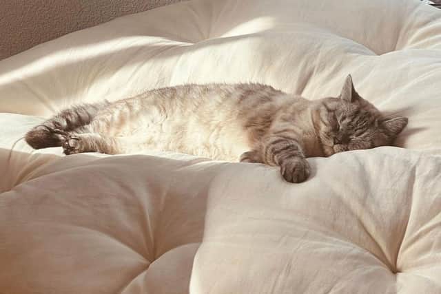 Owners are being urged to keep an eye on their cards as temperatures soar - Animal News Agency