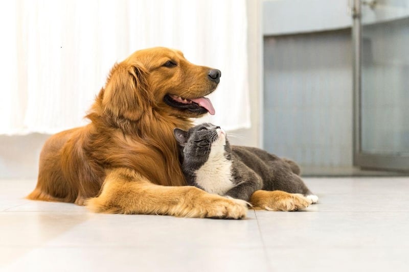 What goes for the Labrador Retriever is also usually true of for the Golden Retriever. That's certainly the case when it comes to feline friends, with the Golden Retriever making an equally great cat companion.