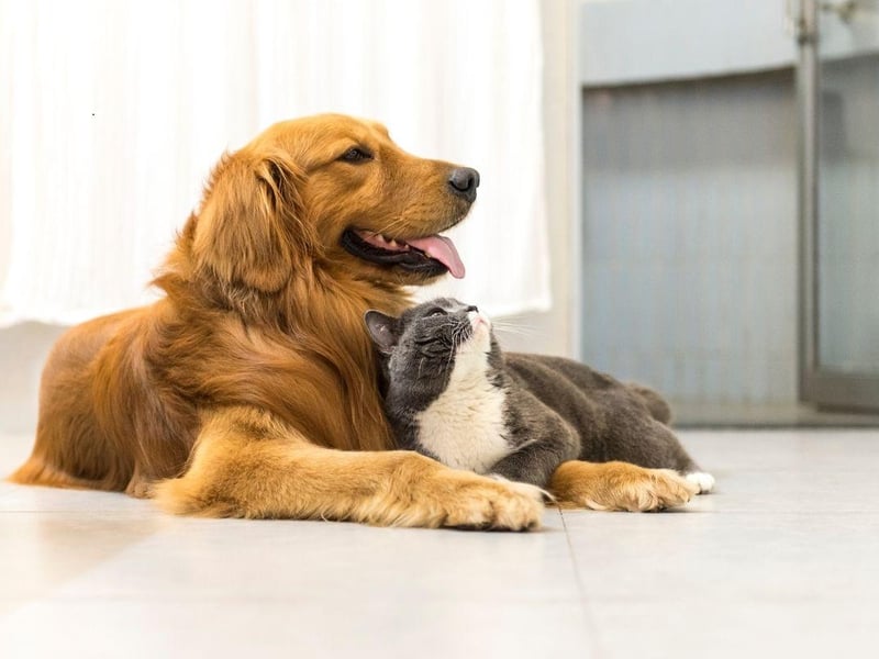 What goes for the Labrador Retriever is also usually true of for the Golden Retriever. That's certainly the case when it comes to feline friends, with the Golden Retriever making an equally great cat companion.