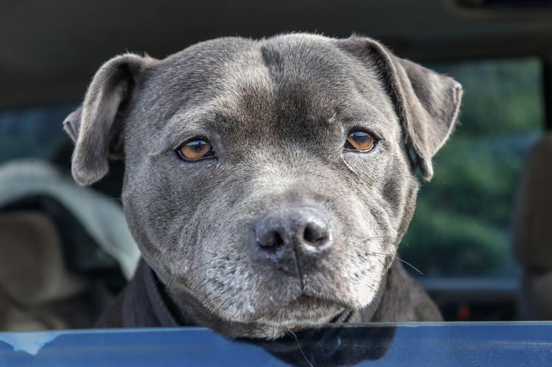 A hugely popular breed in the UK, the Staffordshire Bull Terriers were originally bred to fight and make brave, compact muscular and tenacious guard dogs. They are also incredibly loyal and loving.