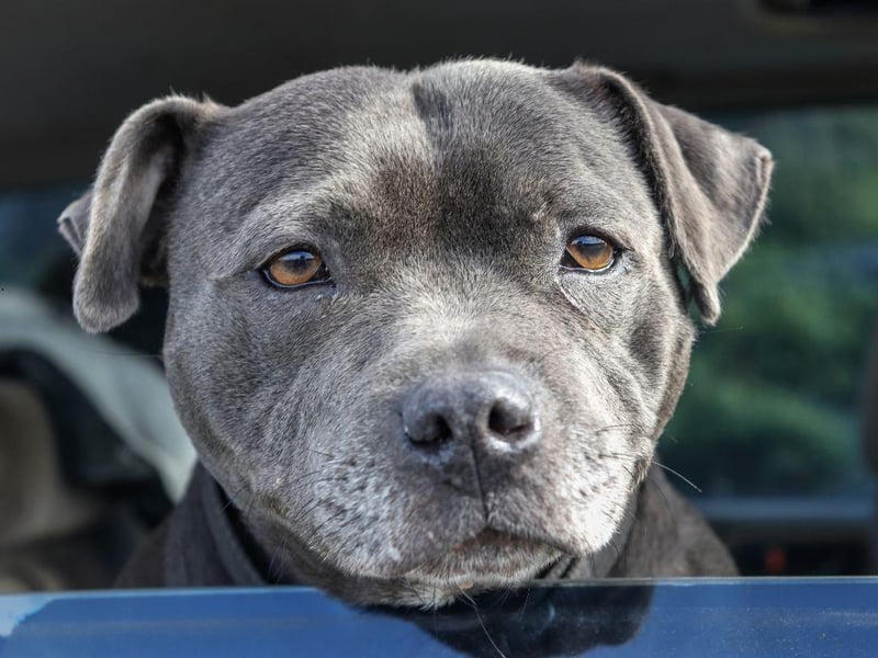 A hugely popular breed in the UK, the Staffordshire Bull Terriers were originally bred to fight and make brave, compact muscular and tenacious guard dogs. They are also incredibly loyal and loving.