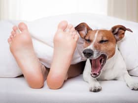 Some dogs will do pretty much anything it takes to stay by your side at all times.