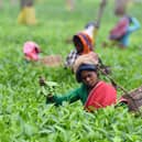 Indian tea plantation workers pick leaves at a tea garden in Gohpur, some 299 kms from Guwahati, in the northeastern state of Assam. PIC: Biju BORO / AFP via Getty Images