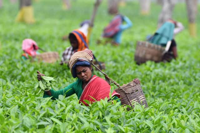 Indian tea plantation workers pick leaves at a tea garden in Gohpur, some 299 kms from Guwahati, in the northeastern state of Assam. PIC: Biju BORO / AFP via Getty Images