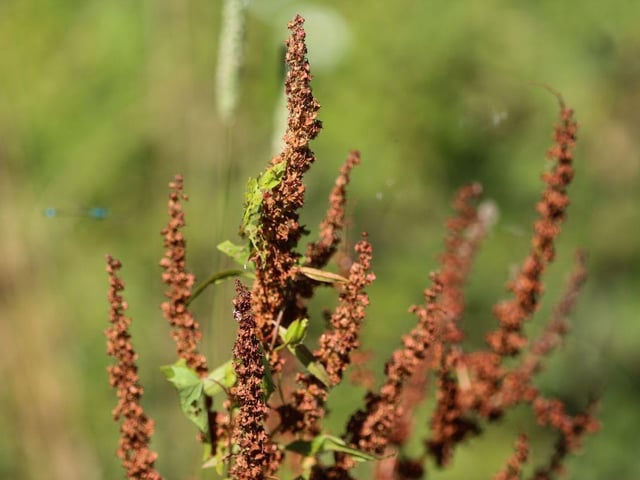 Similar to the spar thistle, the broad-leaved dock also harms crops and vegetation. It can easily spread across the UK as it’s not sensitive to weather conditions. The plant can be recognised by the broad leaves and spikes of small yellow flowers. If they are found in your garden, you can be fined £2,500.
