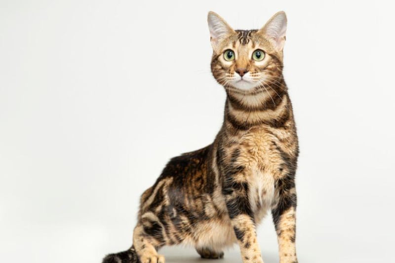 Remember that thing about affection and energy? A Bengal cat will love to hide things in order to initiate play time and your attention.